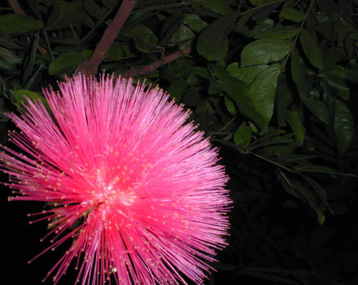 Pink Flower