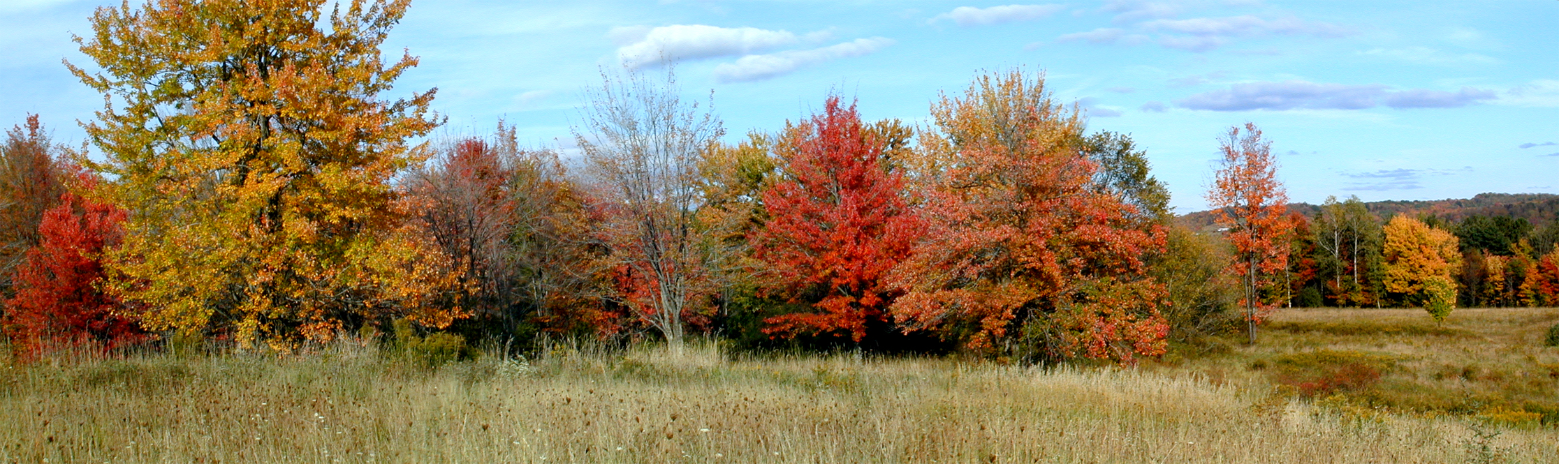 Maple Tree Panorama 2