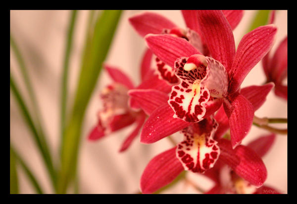 Orchid4