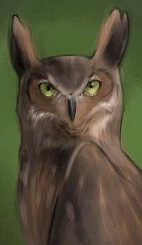 Horned Owl