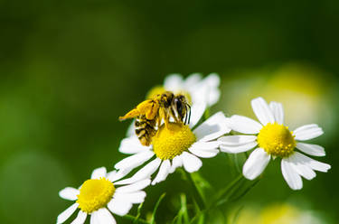 Honey Bee at work