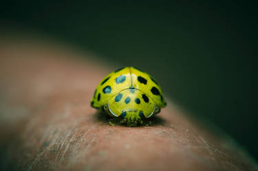 Yellow Lady Bug shield  position