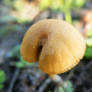 Peculiar little mushroom 02