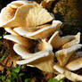 Mushrooms in low November sun 01
