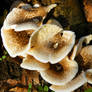 Mushrooms in low November sun 02