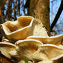 Mushrooms in low November sun 03