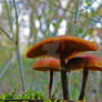 Mushrooms on a mossy tree 03