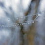 Waterdrops in spider net 01