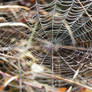 Spider Net