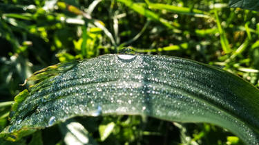 Dew drops on a grass 02