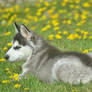 Husky puppy in dandelion field 01