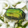 Green Bug