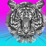 Grey Tiger on Pink and Blue Background