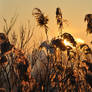 Sunrise 02