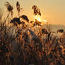 Sunrise 04