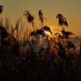 Sunrise 05