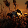 Sunrise 06