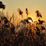 Sunrise 07