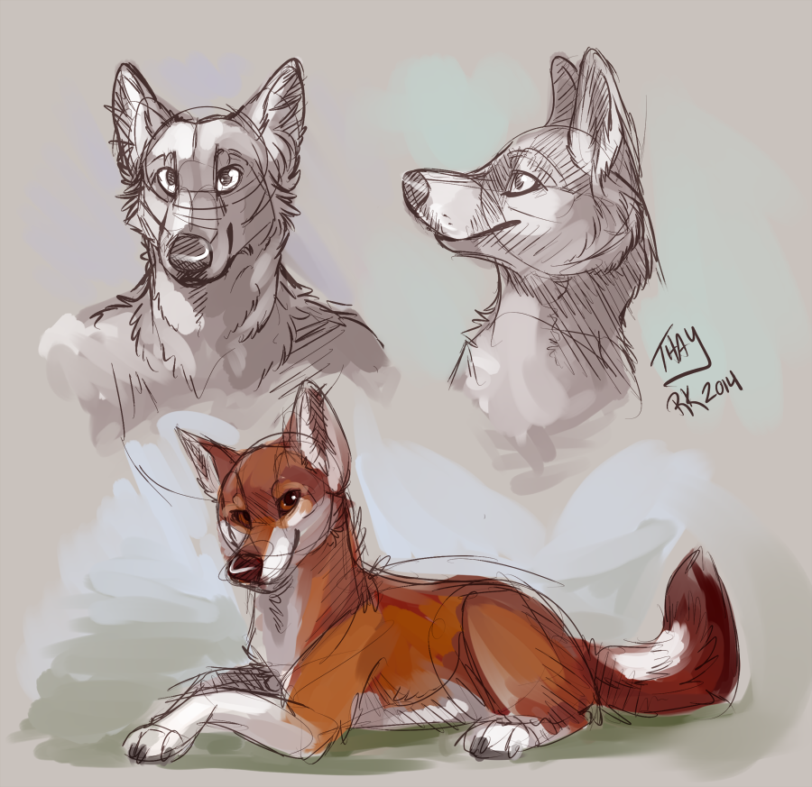 Ethiopian Wolf Sketches