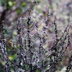 Spider Web And Dew by Canankk