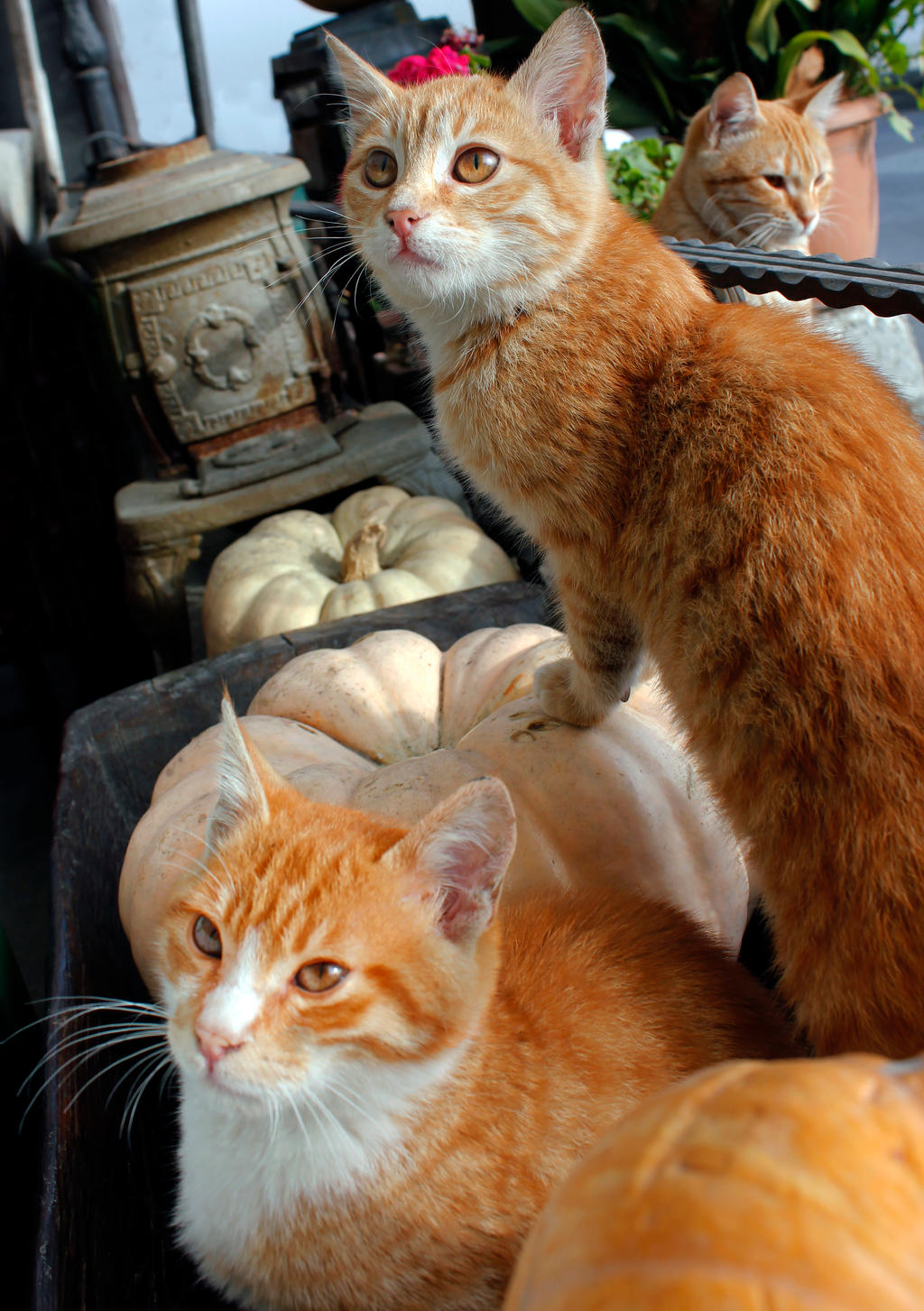 Three Pumpkins Three Cats