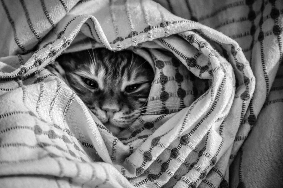 Bedouin by Canankk Bedouin by Canankk