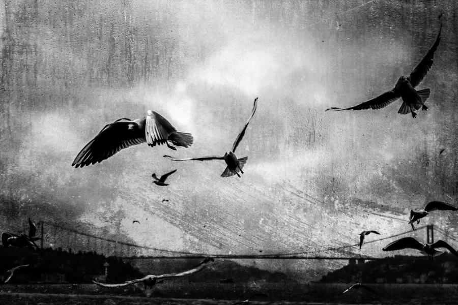 Seagulls of Bosphorus by Canankk
