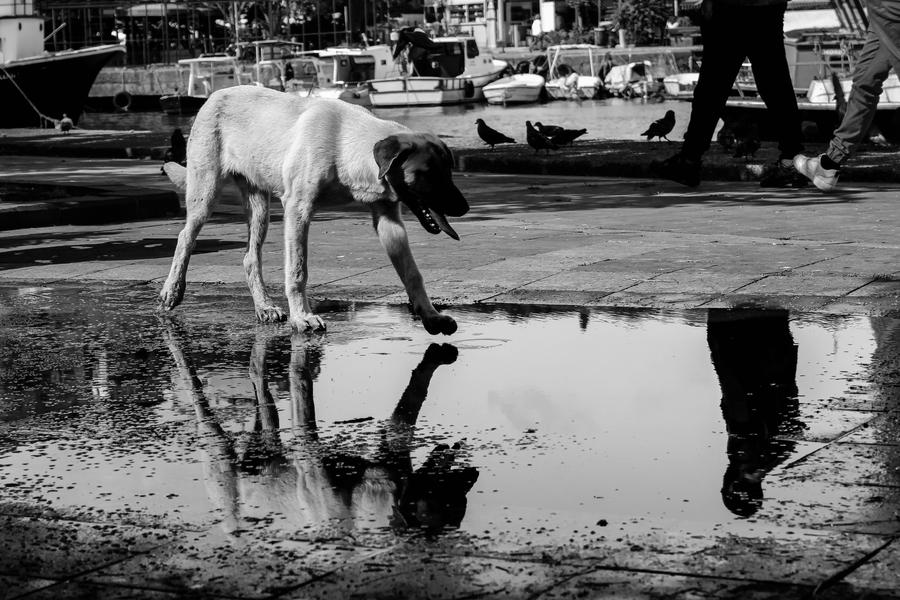 Dog Days Of Summer