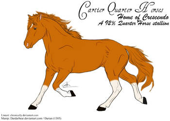 Cartier Quarter Horses