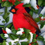 Christmas Cardinal