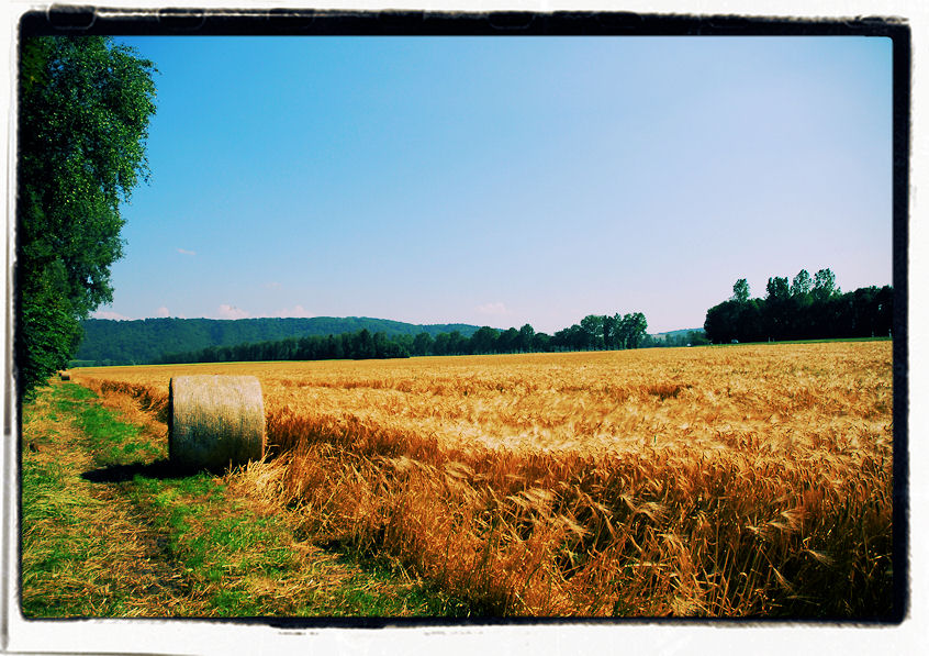 cornfield