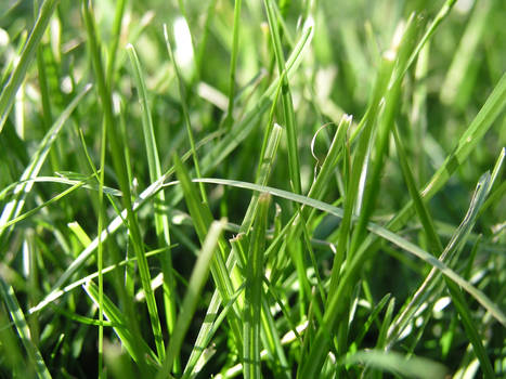 Grassy Grass