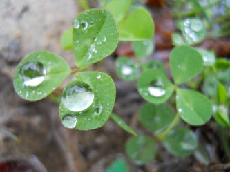 Wet Clovers 4