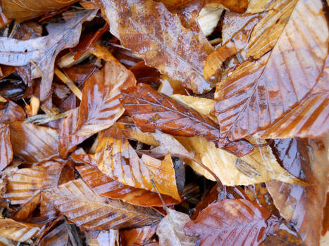 Wet Leaves