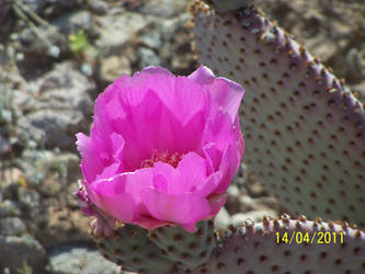 Flowering Cactus