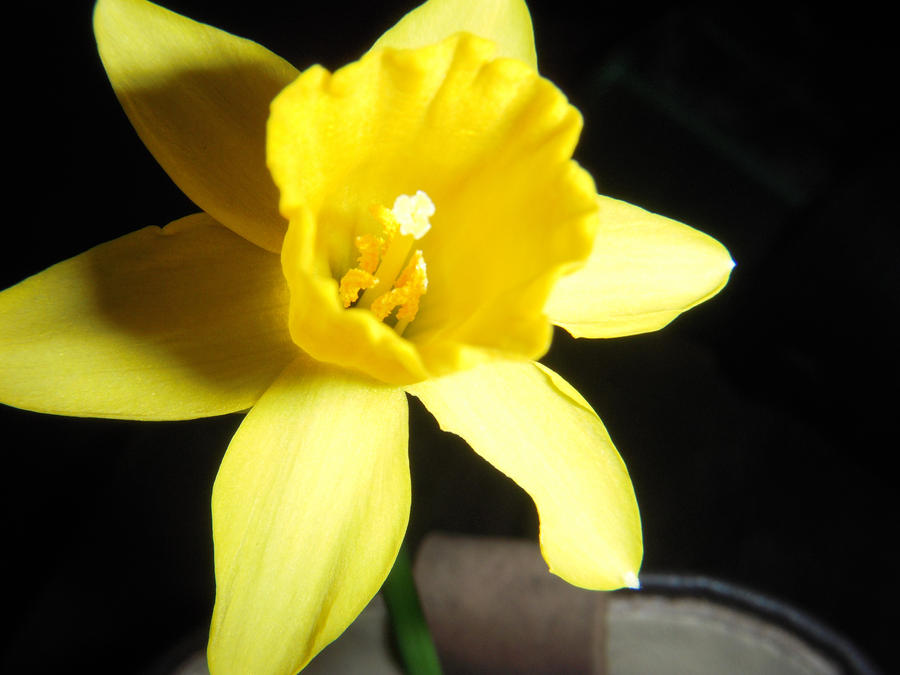 Yellow Lily