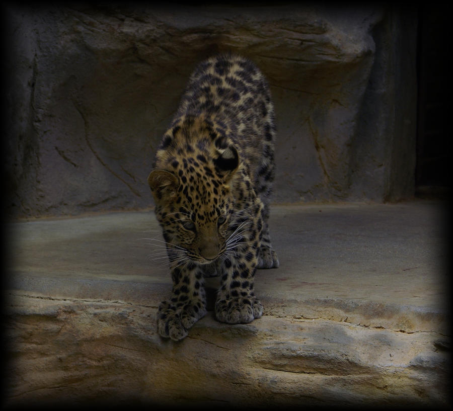 Panther cub :3