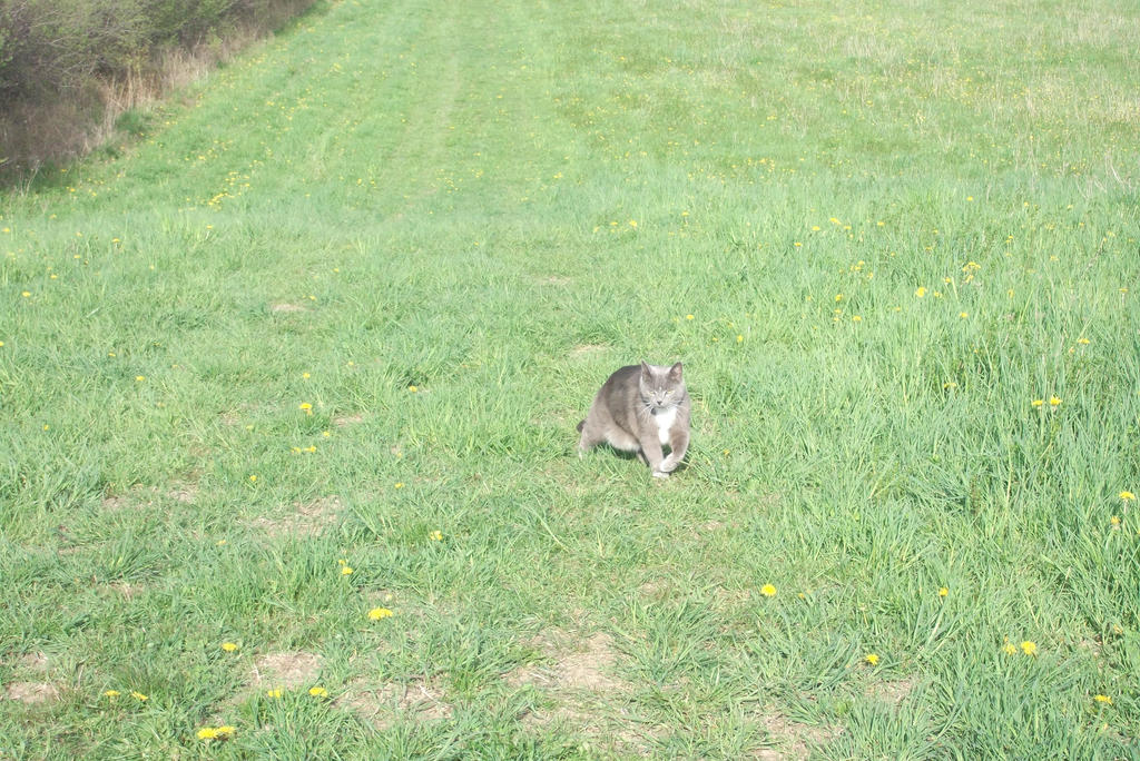 My Old Walking Buddy