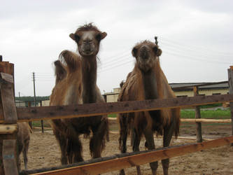 Camel Family