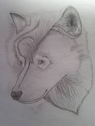 Mystical Wolf Drawing