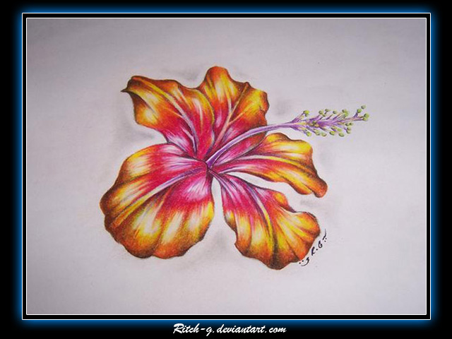 Hibiscus Drawing