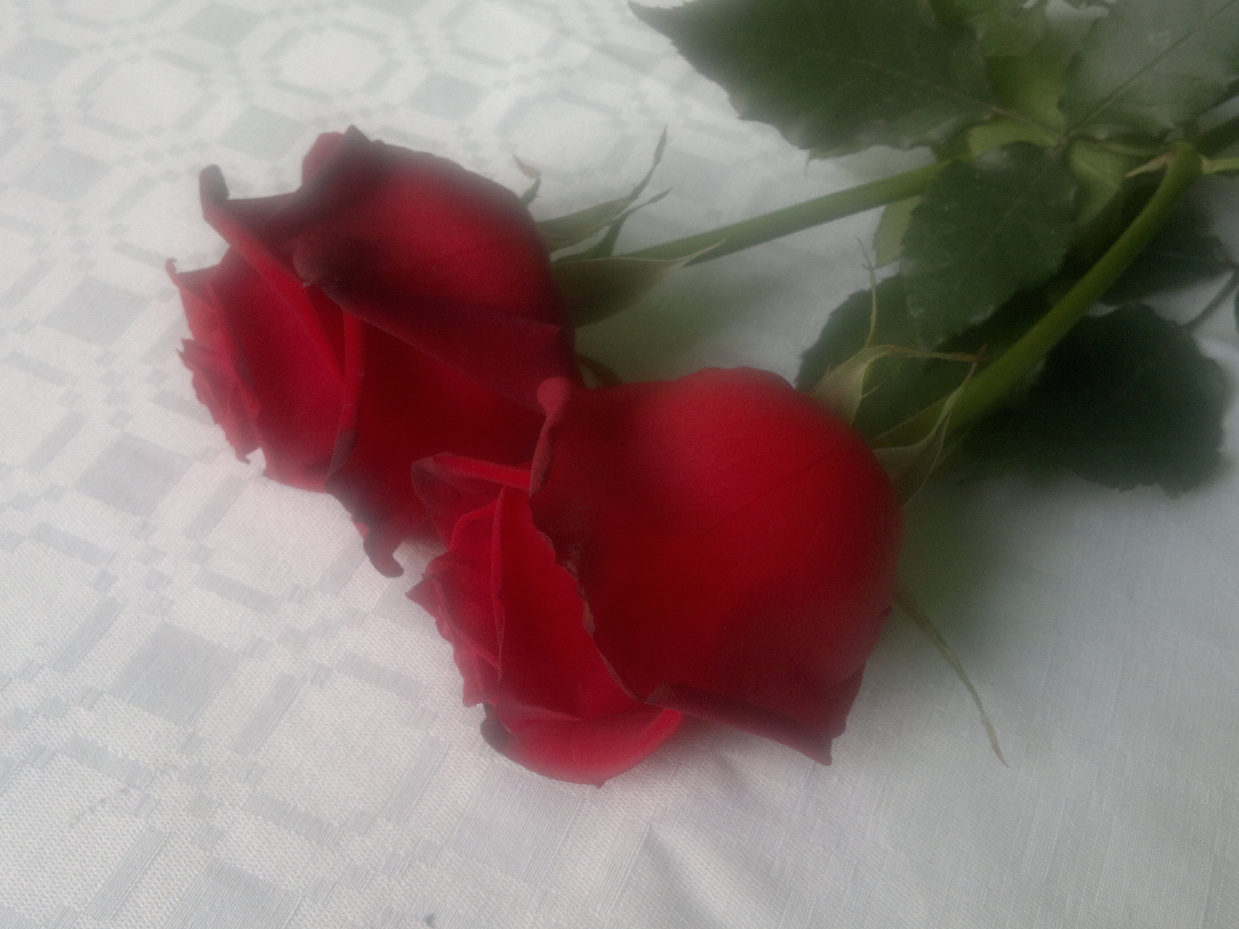 Red Roses 2