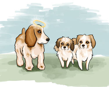 Spaniel and Shih Tzus