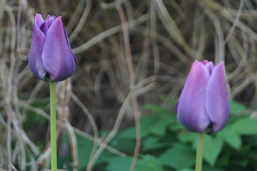 Purple Tulips