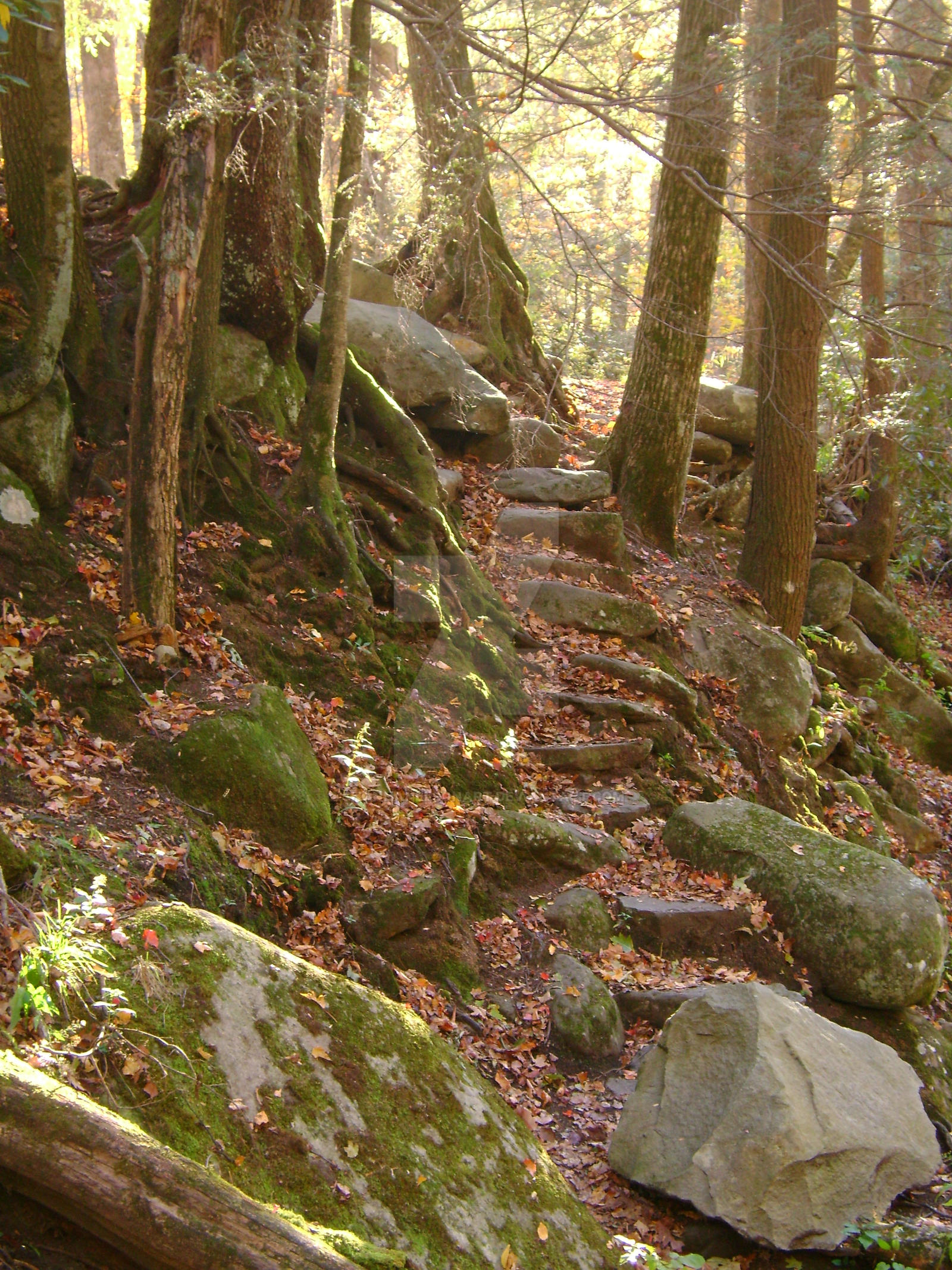 The Path Not Taken by shonnanelsonart on DeviantArt
