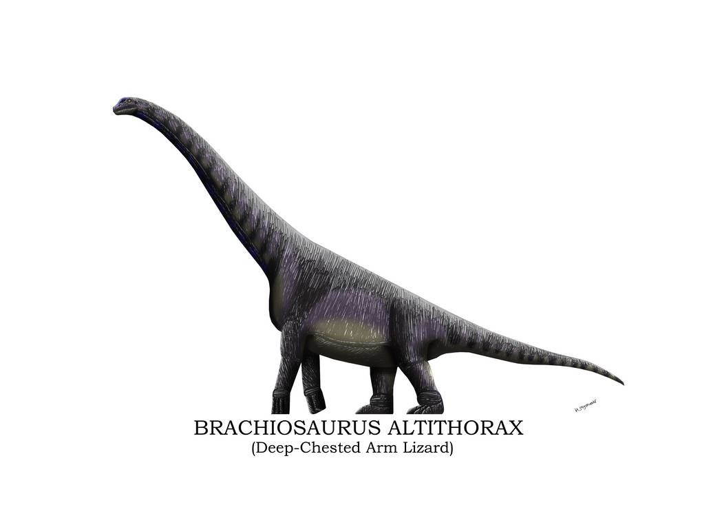 Brachiosaurus Altithorax Profile by Hamish1512201 on DeviantArt
