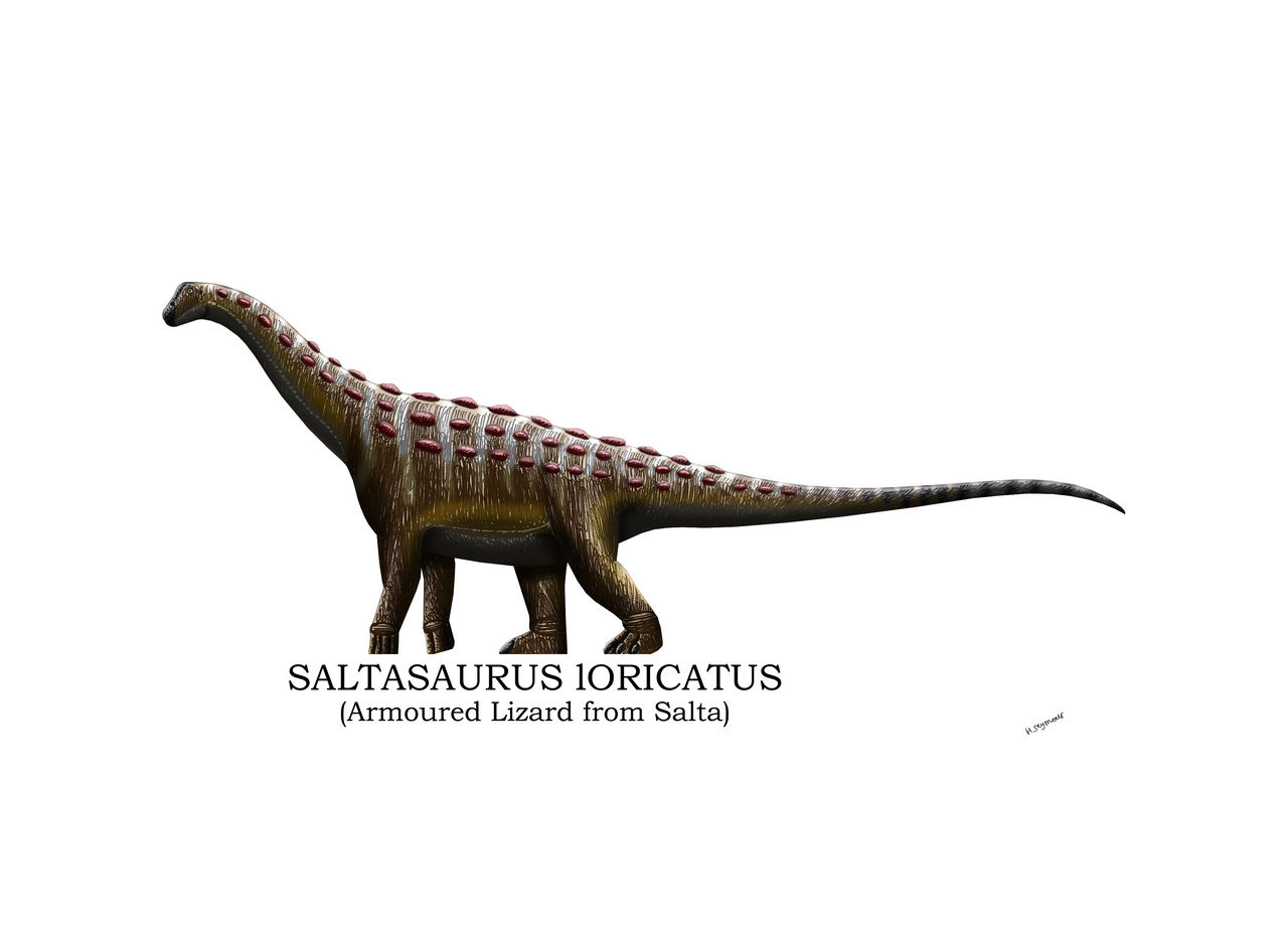 Saltasaur Saltasaurus Loricatus Profile by Hamish1512201 on DeviantArt