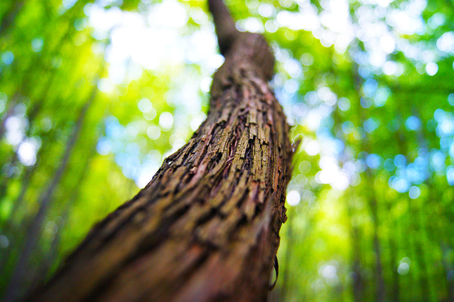 Forest Vine