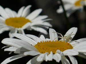 spider...flower