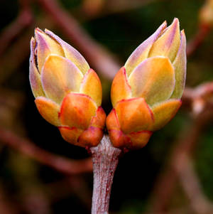 bud. by Naynaa bud. by Naynaa